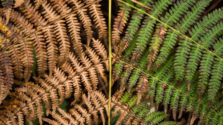 A realidade e a versão